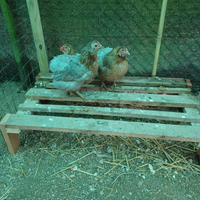 Araucana