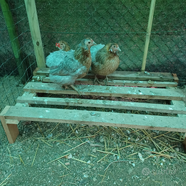 Araucana