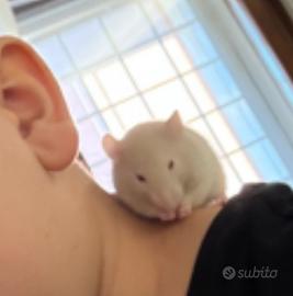 Ratti domestici