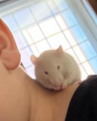 Ratti domestici
