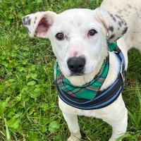 Fergus , un cucciolo invisibile agli occhi di tutt