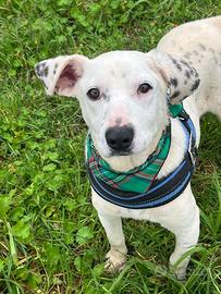 Fergus , un cucciolo invisibile agli occhi di tutt