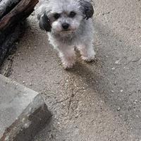 Barboncino Femmina Silver