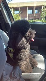 Barboncino per monta