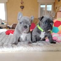 Bulldog francese femminuccie