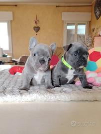 Bulldog francese femminuccie