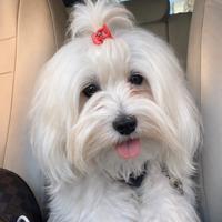 Maltipoo femmina