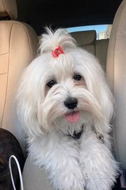 Maltipoo femmina