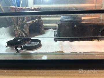 Geko femmina nero