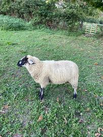 agnello maschio