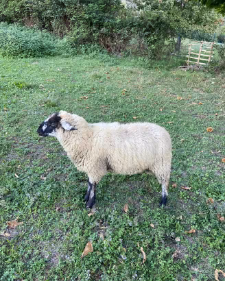 agnello maschio