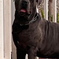 Cane corso disponibile x monta