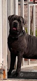 Cane corso disponibile x monta