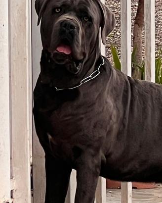 Cane corso disponibile x monta