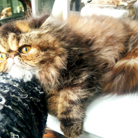 Gatto persiano