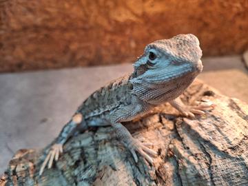 Pogona henry lowsony