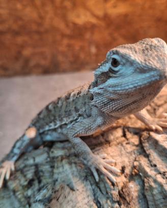 Pogona henry lowsony