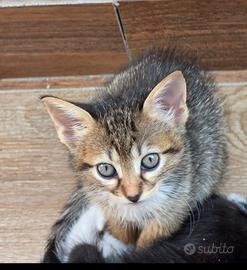 Gattino tigrato 2 mesi