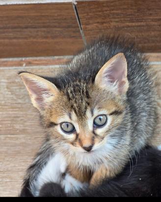 Gattino tigrato 2 mesi