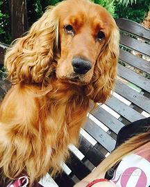 Maschio cocker per monta