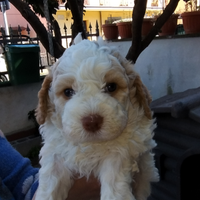 Lagotto