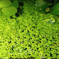 Lemna minor(lenticchia d'acqua)pianta galleggiante