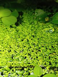 Lemna minor(lenticchia d'acqua)pianta galleggiante