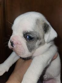 Bulldog Francese femmina bianca e blu