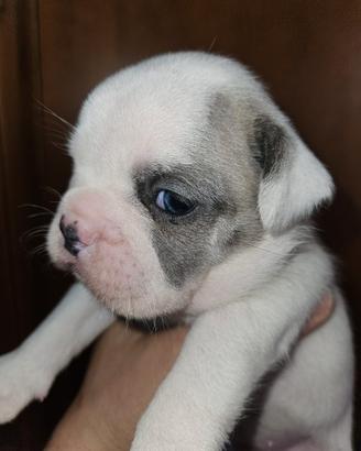 Bulldog Francese femmina bianca e blu