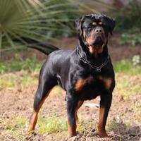 Rottweiler femmina 10 mesi