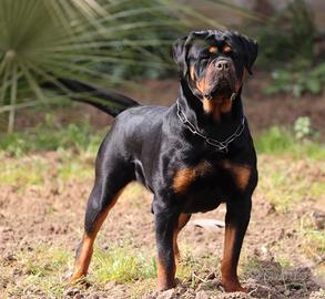 Rottweiler femmina 10 mesi
