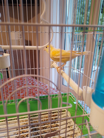 Canarino Spagnoletto