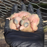 Pulli di colombi di capitombolanti