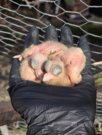 Pulli di colombi di capitombolanti