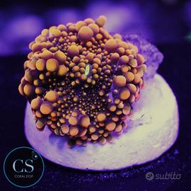 Ricordea Godzilla Bounce