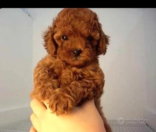 Barboncino toy red maschio