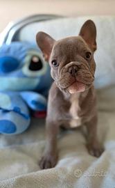 Cucciolo di Bulldog Francese