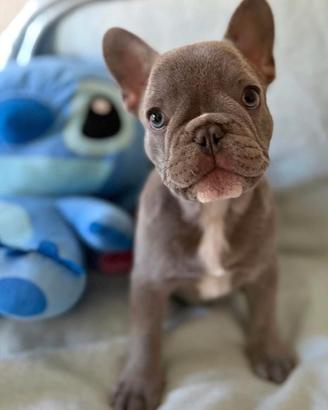 Cucciolo di Bulldog Francese