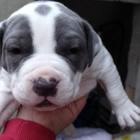 Bulldog americano incrocio amstaff