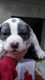 Bulldog americano incrocio amstaff