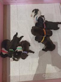 Cuccioli di bulldog francese 