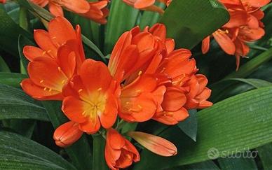 Pianta clivia