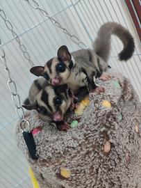 Petauro dello zucchero