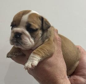 Cuccioli Bulldog inglese
