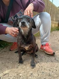 Tinetta cagnolina 7 anni x 8 kg