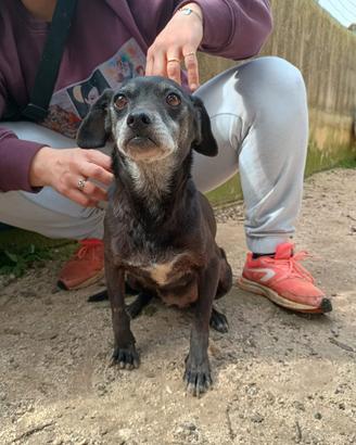 Tinetta cagnolina 7 anni x 8 kg