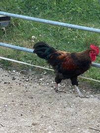 Galli Marans
