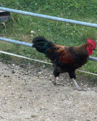 Galli Marans