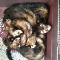 Piccoli Furettini di fine anno