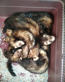 Piccoli Furettini di fine anno